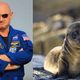 Image for article titled Gabby Giffords' Husband Rescues Baby Sea Lion, Is the Cory Booker of the West